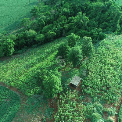 Foto de Sítio à Venda - Sarandi - PR