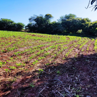 Foto de Sítio à Venda - Iguatemi (Distrito de Maringá)