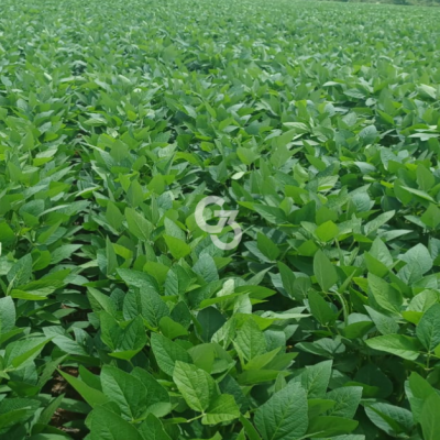 Foto de Fazenda à Venda, Água Boa – Mato Grosso 