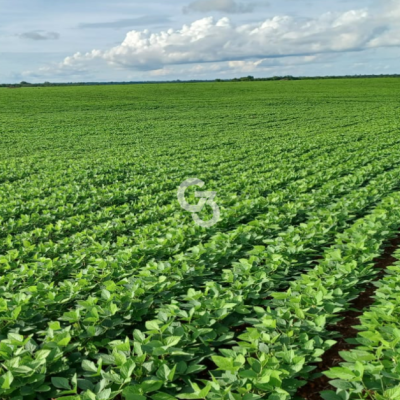 Foto de Fazenda à Venda, Água Boa – Mato Grosso 