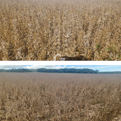 Foto de Fazenda à Venda, Água Boa – Mato Grosso 