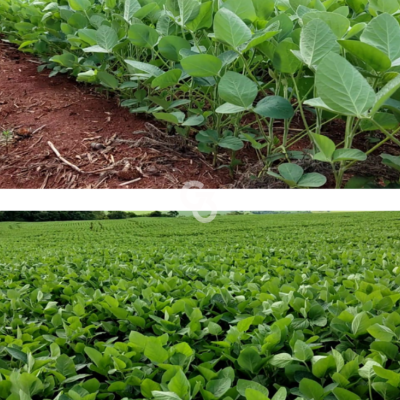 Foto de Fazenda à Venda, Jussara – Paraná