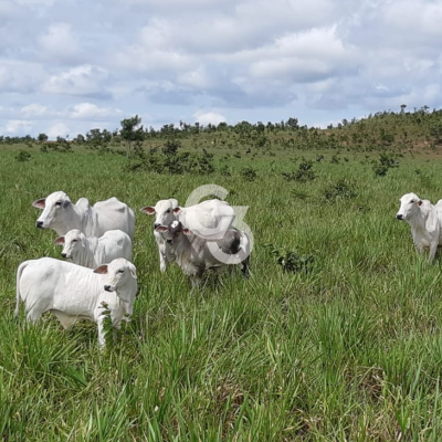 Foto de Fazenda à Venda, Itacajá - TO 